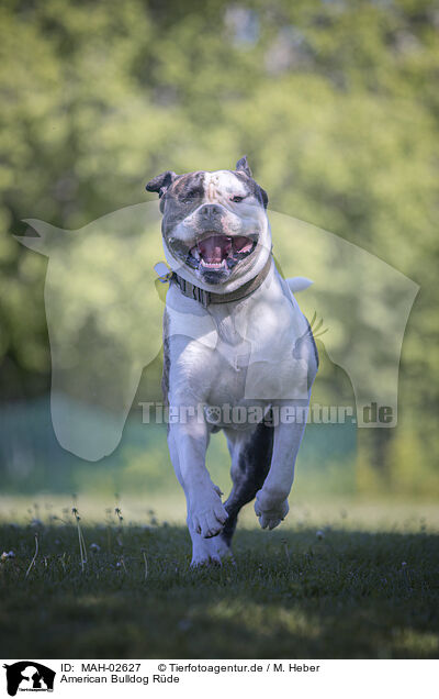 American Bulldog Rde / MAH-02627