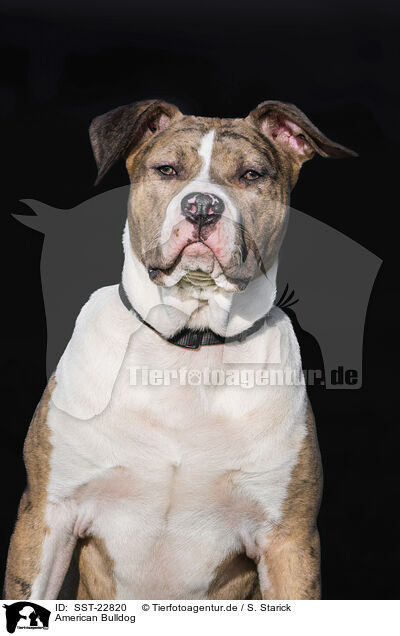 American Bulldog / SST-22820