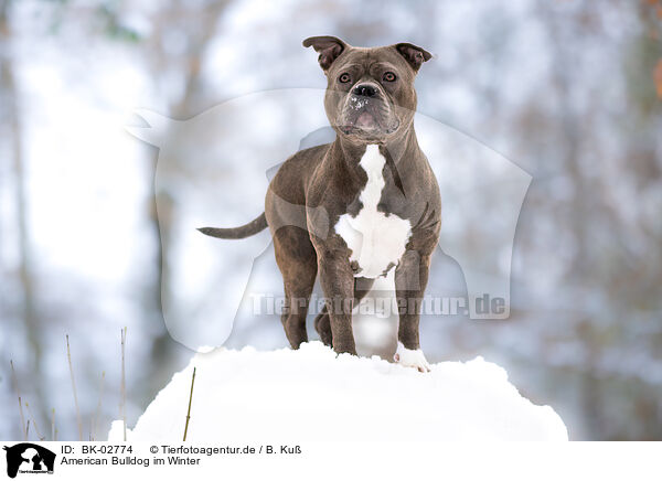 American Bulldog im Winter / BK-02774