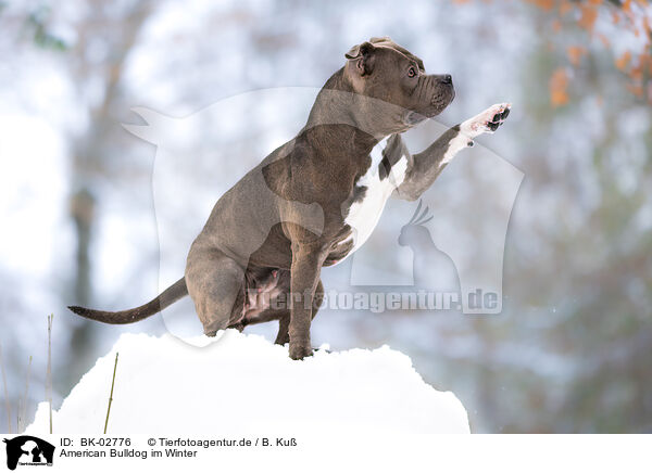 American Bulldog im Winter / American Bulldog in winter / BK-02776