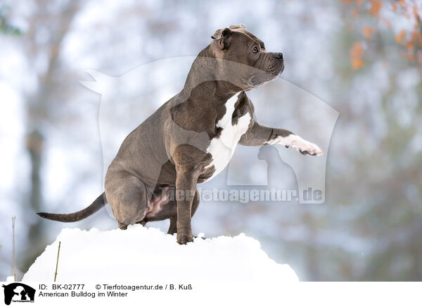 American Bulldog im Winter / American Bulldog in winter / BK-02777