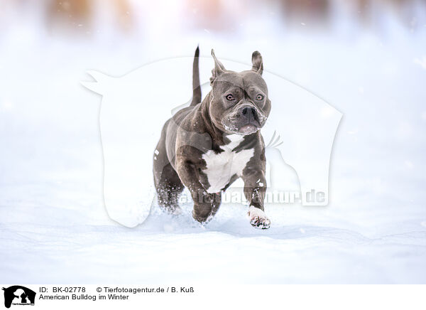 American Bulldog im Winter / American Bulldog in winter / BK-02778