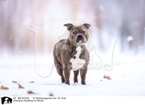 American Bulldog im Winter / American Bulldog in winter / BK-02780