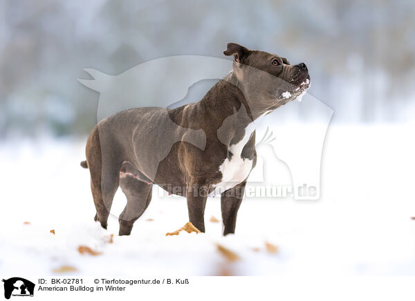 American Bulldog im Winter / American Bulldog in winter / BK-02781