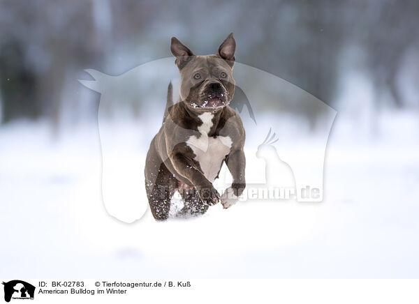 American Bulldog im Winter / American Bulldog in winter / BK-02783