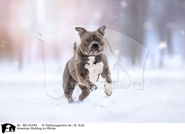 American Bulldog im Winter / American Bulldog in winter / BK-02784