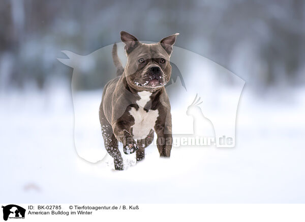 American Bulldog im Winter / BK-02785