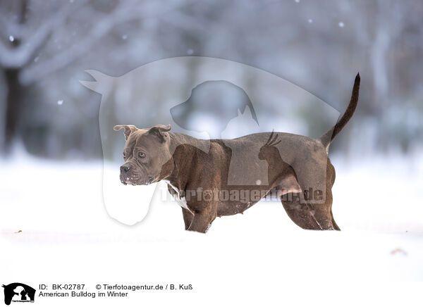 American Bulldog im Winter / BK-02787