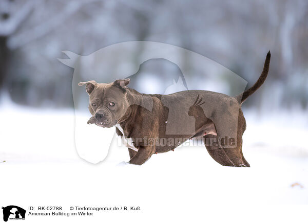 American Bulldog im Winter / American Bulldog in winter / BK-02788