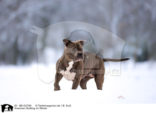 American Bulldog im Winter / BK-02789