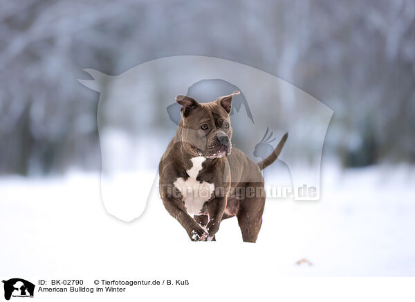 American Bulldog im Winter / American Bulldog in winter / BK-02790
