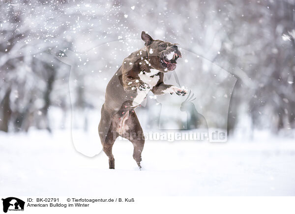 American Bulldog im Winter / American Bulldog in winter / BK-02791