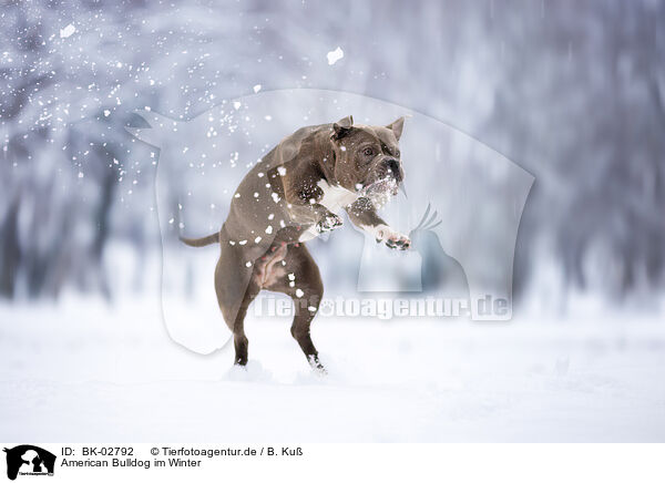 American Bulldog im Winter / BK-02792