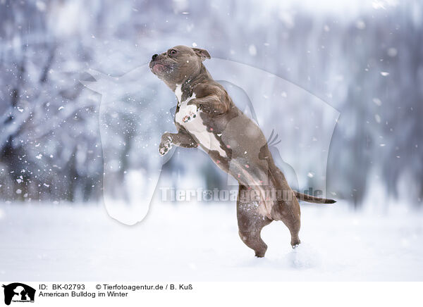 American Bulldog im Winter / BK-02793