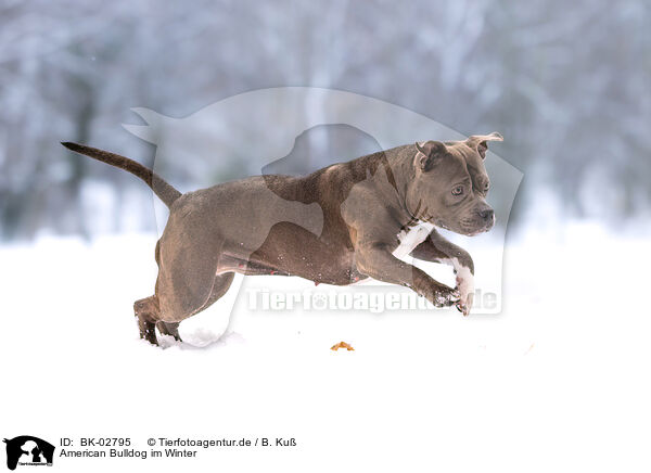 American Bulldog im Winter / American Bulldog in winter / BK-02795
