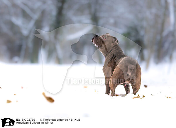 American Bulldog im Winter / American Bulldog in winter / BK-02796