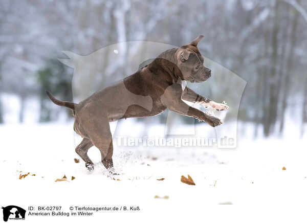 American Bulldog im Winter / American Bulldog in winter / BK-02797