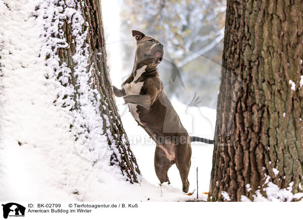 American Bulldog im Winter / American Bulldog in winter / BK-02799
