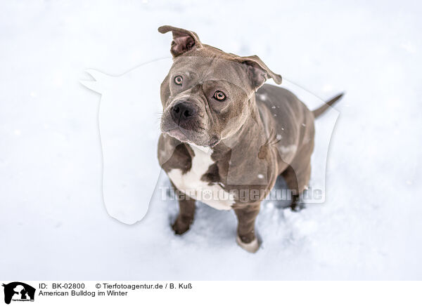 American Bulldog im Winter / BK-02800