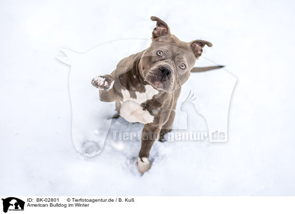 American Bulldog im Winter / BK-02801