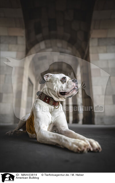 American Bulldog / MAH-03814