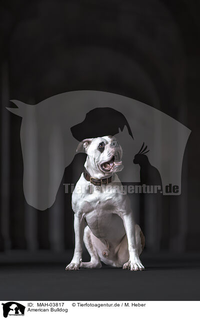 American Bulldog / MAH-03817