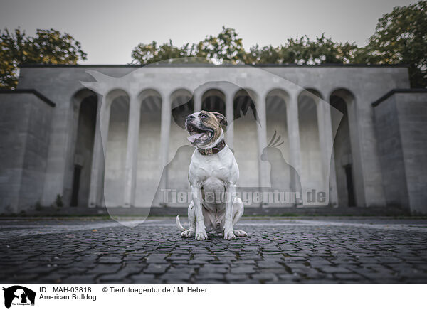 American Bulldog / MAH-03818