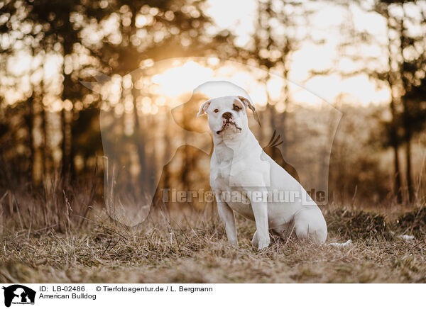 American Bulldog / American Bulldog / LB-02486