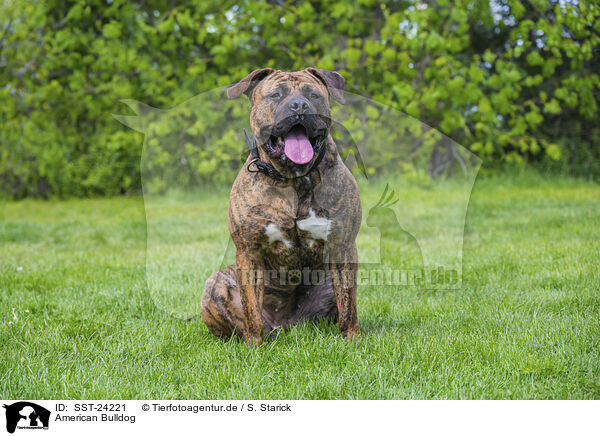 American Bulldog / SST-24221