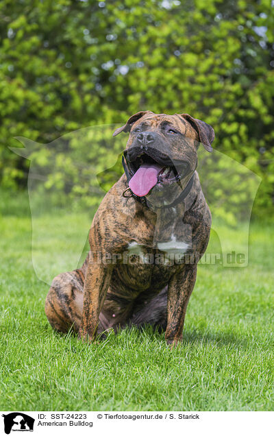 American Bulldog / SST-24223