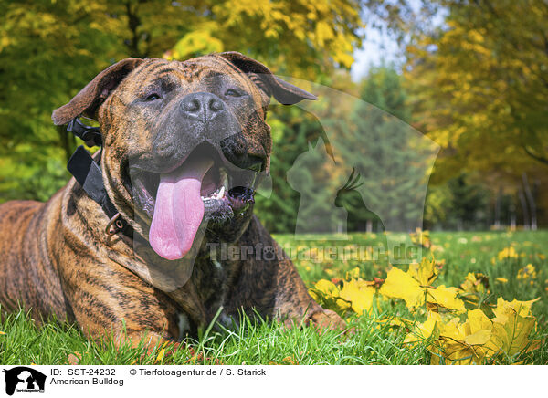American Bulldog / SST-24232