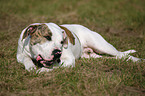 liegende Amerikanische Bulldogge