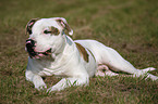 liegende Amerikanische Bulldogge