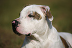 American Bulldog Portrait