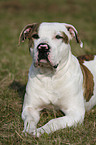 liegende Amerikanische Bulldogge