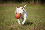 rennende Amerikanische Bulldogge