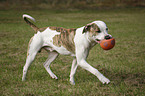 rennende Amerikanische Bulldogge