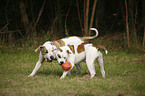 spielende Hunde