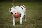 spielender Amerikanische Bulldogge