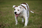 stehender Amerikanische Bulldogge