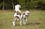 spielende Hunde