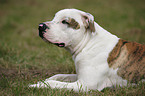 liegende Amerikanische Bulldogge