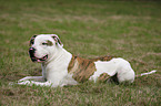 liegende Amerikanische Bulldogge