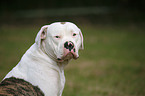 American Bulldog Portrait