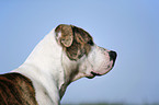 American Bulldog Portrait