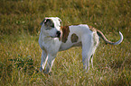 Amerikanische Bulldogge