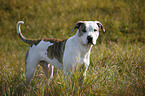 stehende Amerikanische Bulldogge