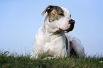 liegende Amerikanische Bulldogge