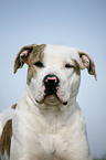 American Bulldog Portrait