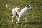 rennende Amerikanische Bulldogge